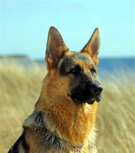 German Shepherd Coat Care And Grooming Tips German Shepherd Dogs