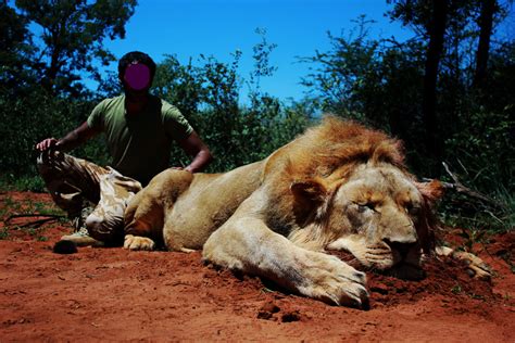 African Lion Hunting Safari Packages South Africa Mkulu African