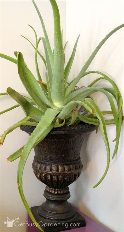 Yes, sunlight through a window is direct sunlight, but watch what you have in the window. Aloe Vera Plant Care: The Ultimate Guide For How To Grow ...