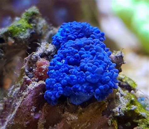 Smurf Polyps An Enigmatic Blue Soft Coral