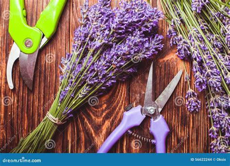 Lavender Cutting Stock Photo Image Of Freshness Herbal 56622244