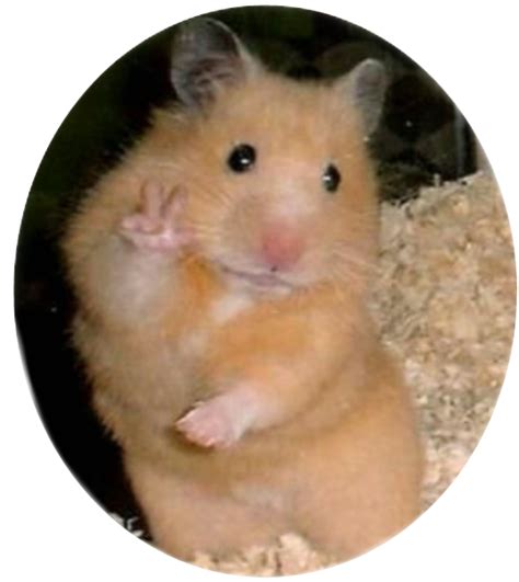 Imagens Hamster Png Transparentes