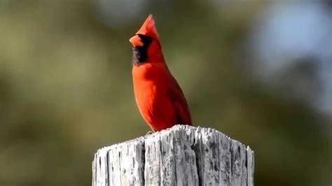 Northern Cardinal Singing Youtube