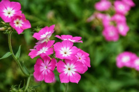 How To Grow And Care For Phlox Drummondii