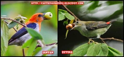 Untuk perkutut jantan belahan ini sejajar dengan mata namun pada perkutut betina ciri burung jantan untuk bulu bagian kepala akan terlihat lebih cerah dibanding betina. Budidaya Burung: Mengenal burung Cabe jawa / Kemade / Ndas ...