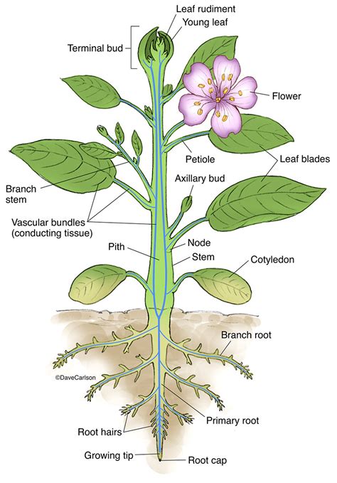 Information On Vascular Plants