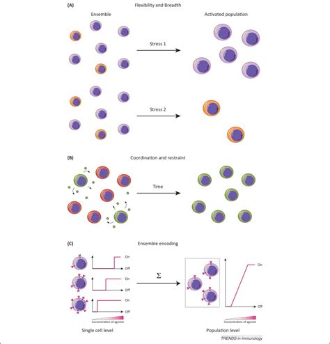 Heterogeneity In Immune Responses From Populations To Single Cells