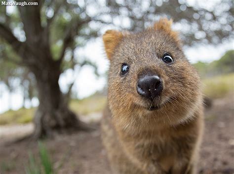 Cyclist's gopro captures a rare australian animal that seems to be 'smiling'. Q is for Quokka | Max Waugh