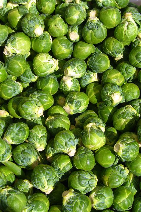 Filebrussels Sprout Closeup Wikimedia Commons