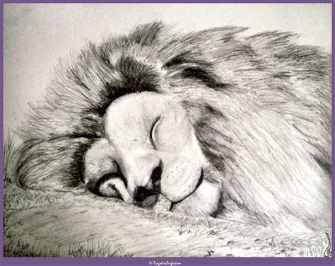Lion Sleeping By Bouah On Deviantart
