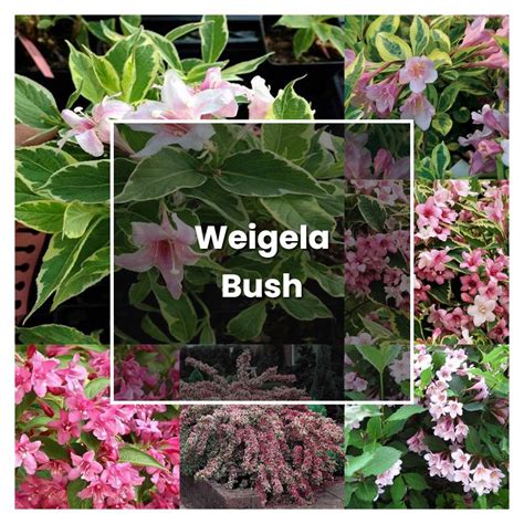 How To Grow Weigela Bush Plant Care And Tips Norwichgardener