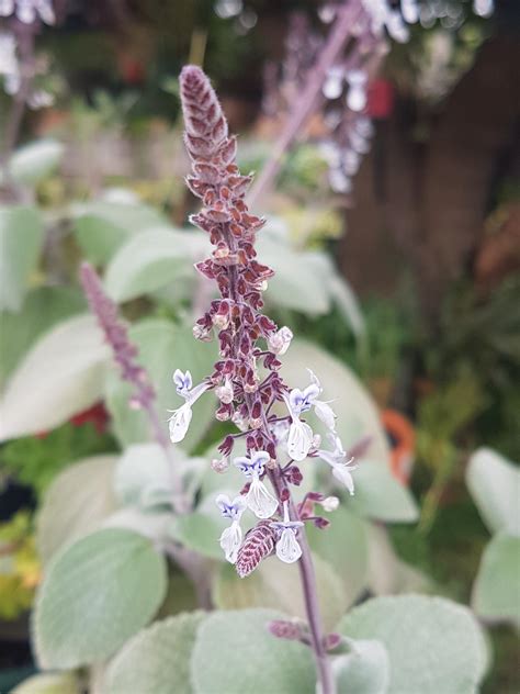 Plectranthus argentatus flowering with minimal care. The soft grey ...