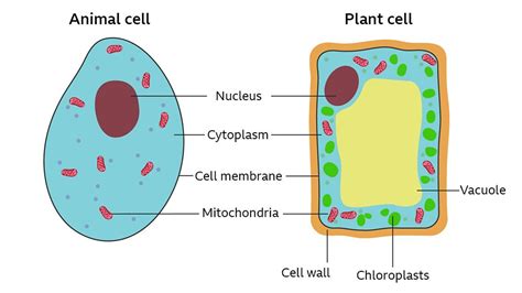 Specialised Cells Cell Structure Quiz Quizizz