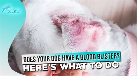 Does Your Dog Have A Blood Blister Heres What To Do Youtube
