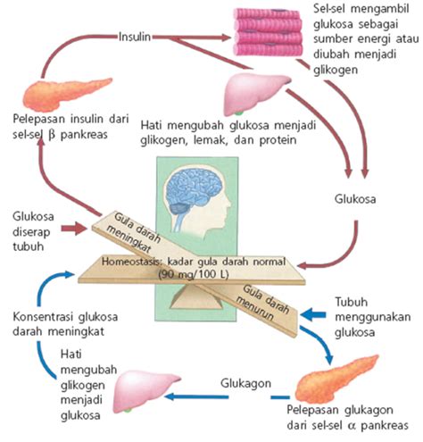 El sistema urinario humano es un conjunto de órganos encargados de la producción, almacenamiento y expulsión de la orina. Cara Keringkan Luka Diabetes