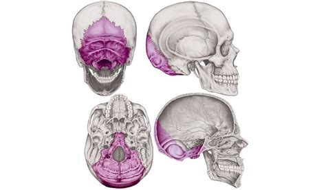 Hueso Occipital Bordes Superficie Agujeros Y Anatomia