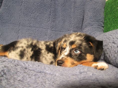 Satisfied owners satisfied owners, porterhorses reviews, lindseysaussies deposits are $500. Super Sweet Aussie Toy Fox Puppies Available! *8 - 12 ...