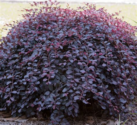 Espalier it against your courtyard wall. Video: Purple Pixie® Dwarf Weeping Loropetalum | Southern ...