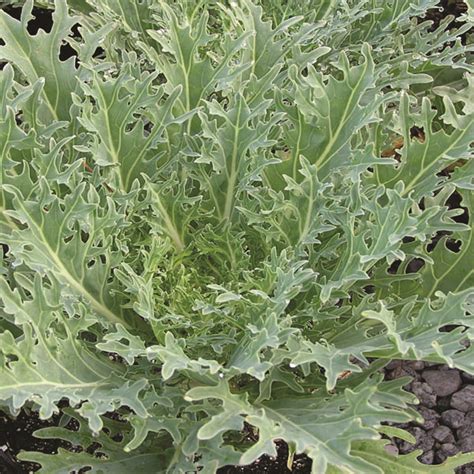 By contrast, these kale varieties tend towards for transplanting young kale plants see the section below, as planting seedlings is slightly different. OG White Russian Kale - Irish Eyes