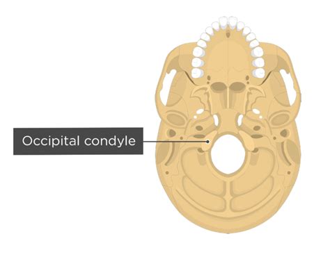 Occipital Bone Anatomy Jugular