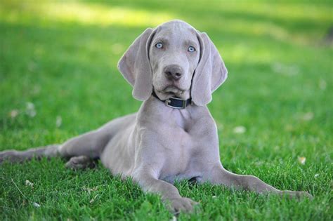 Weimaraners Doggear Guides