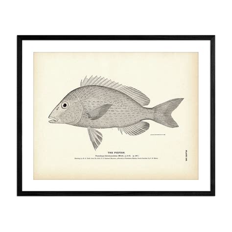 Pigfish 1884 Fine Art Paper Print 85x11 Inch Muir Way