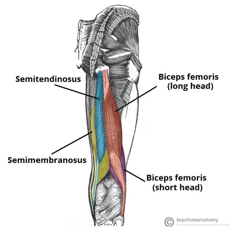 Posted on january 20, 2015 by admin. Pin by han on ANATOMY | Hamstring muscles, Muscle diagram ...