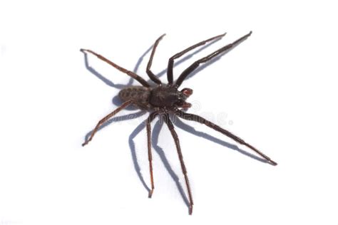 A Tegenaria Gigantea Spider Or Common House Spider Stock Image Image