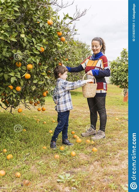 Woman And Child Picking Oranges Stock Image Image Of Background
