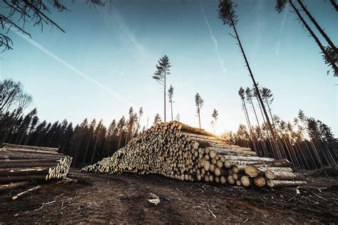 Pile Of Wood Logs In Forest Free Stock Photo Picjumbo