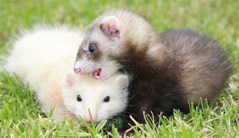 All You Need To Know About Pet Ferrets Pet Ferret Ferret Pets