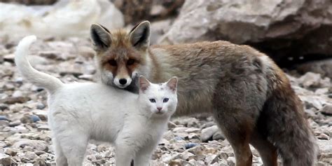 Cats And Foxs Wallpapers Wallpaper Cave