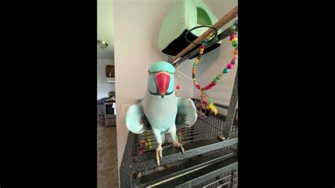 Parrot Loves To Give Kisses 😘 🐦 Youtube