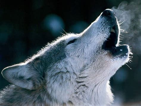 The Science And Techno World Scientists Unravel Mystery Why Wolves Cry