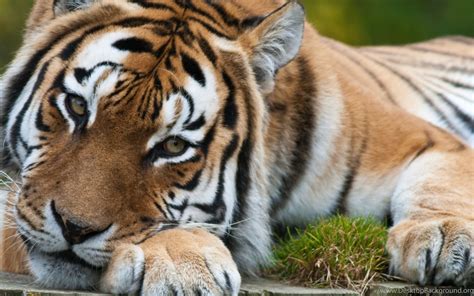 Tiger Eyes Wallpapers 4k 4096x2160 Resolution Wallpapers Hd Pub