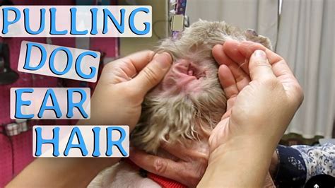 You also can try putting a few drops of baby oil, hydrogen peroxide, mineral oil, or glycerinin your ear to soften the wax. How to Clean Your Dog's Ears - YouTube