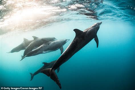 Drones Capture Rare Footage Of Dolphins Socializing With Each Other Out