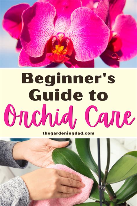 10 Easy Tips How Do You Care For Orchids The Gardening Dad Orchid