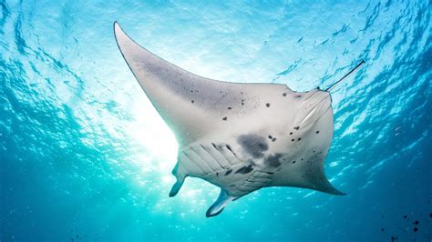 Giant Manta Ray These Rays Can Reach Up To 29 Feet Wide Oceana Youtube