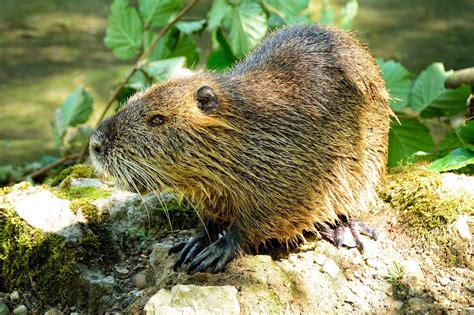 Pixofnature On Twitter Fact Beavers Have Transparent Eyelids Which