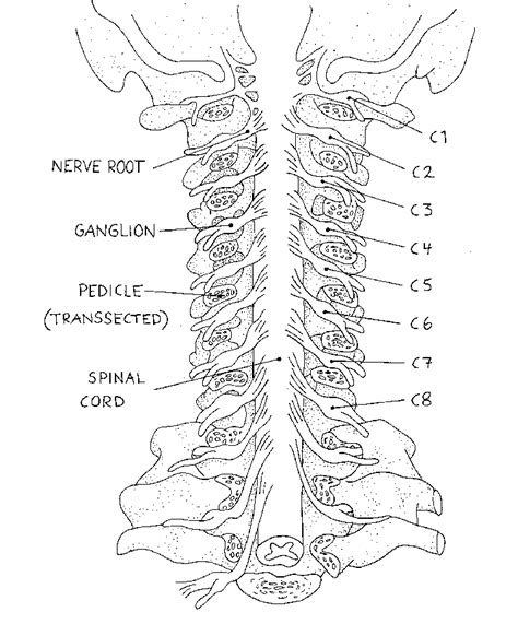 Schematic View Of The Cervical Spine Seen From Behind The Laminae Have