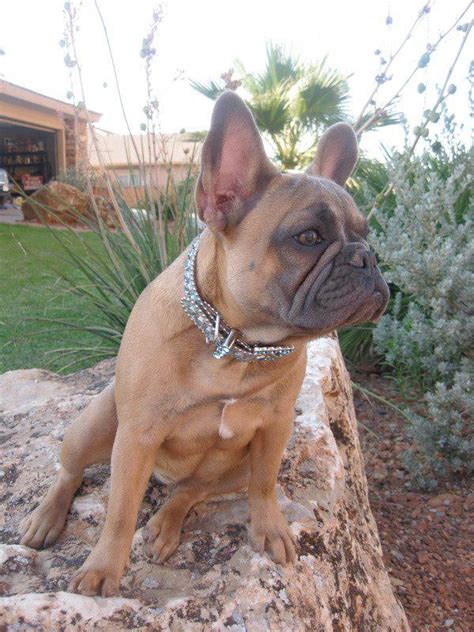 Our dogs are very much part of our family and we enjoy working closely with our new families and find this to a important role in breeding. Blue Mountain French Bulldogs - Pet Breeder - Temecula ...