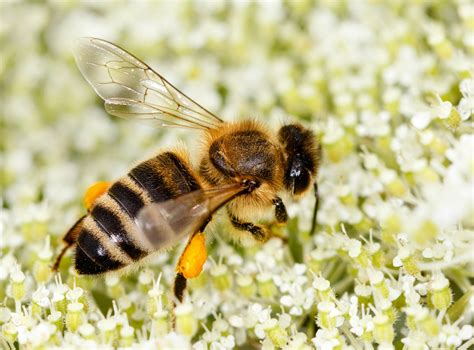 Mysterious Origins Of Western Honey Bees Revealed •