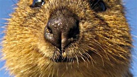 Get Your Quokka Smile On Hd Youtube