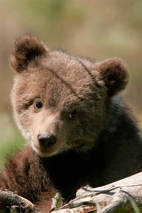 Portrait Of Grizzly Bear Cub Stock Image Image Of Sitting Arctos