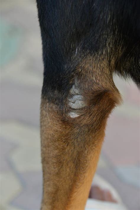 189 Dog Elbow Stock Photos Free And Royalty Free Stock Photos From