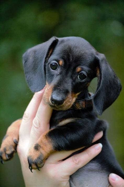 Short hair black and tan, and short hair black and tan brindle. Black Miniature Dachshund Puppy | All Puppies Pictures and ...