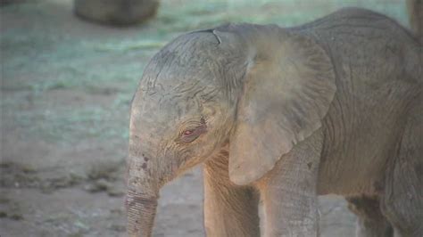 Elephant Mom Helps Baby Learn To Walk At The San Diego Zoo Safari Park