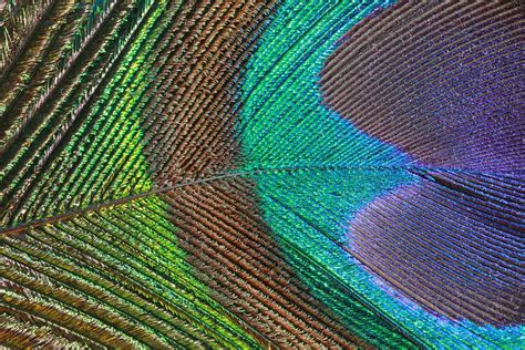 Peacock Feather Close Up Photograph By Angela Murdock Pixels