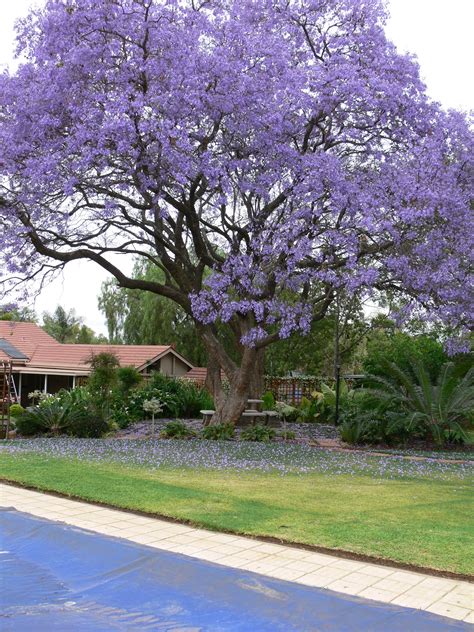 This article will take you through the numerous, colorful trees preferred by people for their gardens. Jacaranda Tree | Jacaranda tree, California landscaping ...